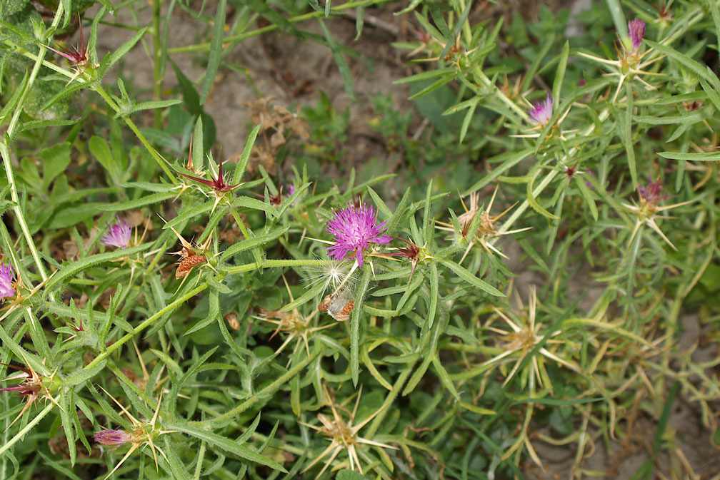 Centaurea calcitrapa/Fiordaliso stellato